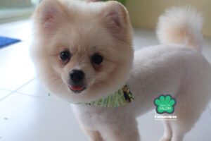 หมาปอมทรงซัมเมอร์