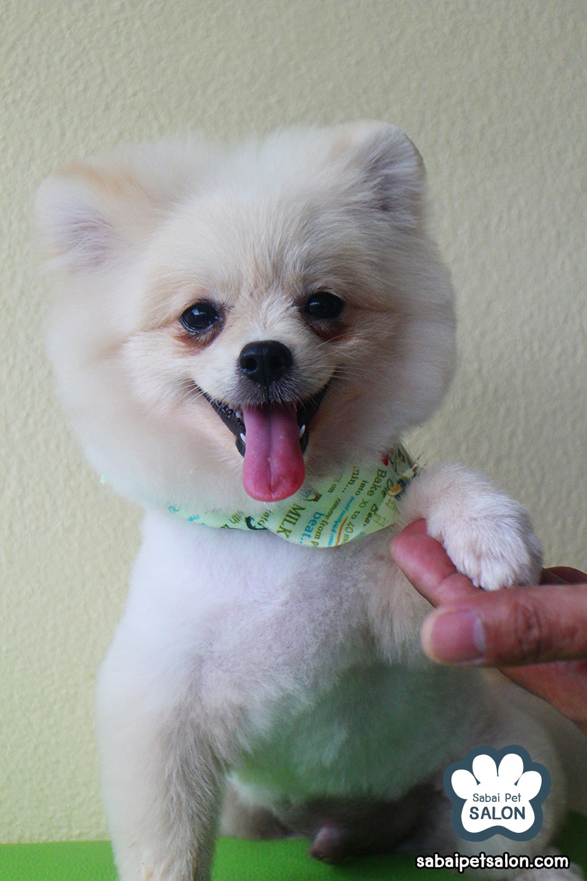 博美犬看着镜头