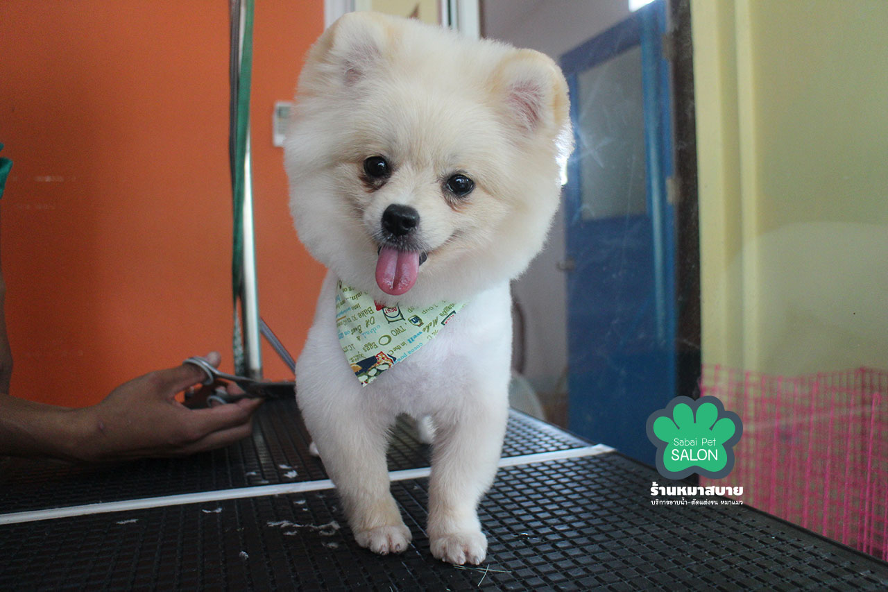 戴围巾的博美犬