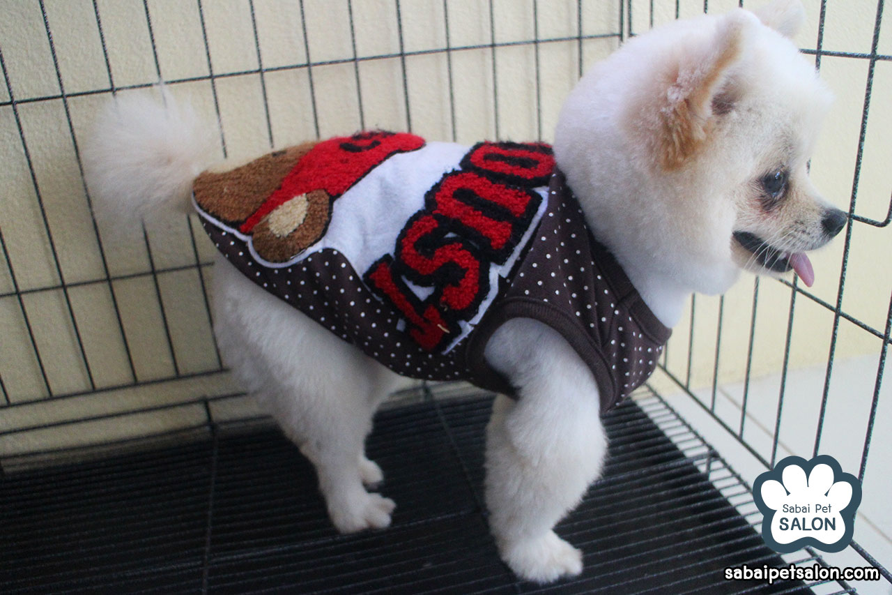 穿卡通图案衣服的博美犬