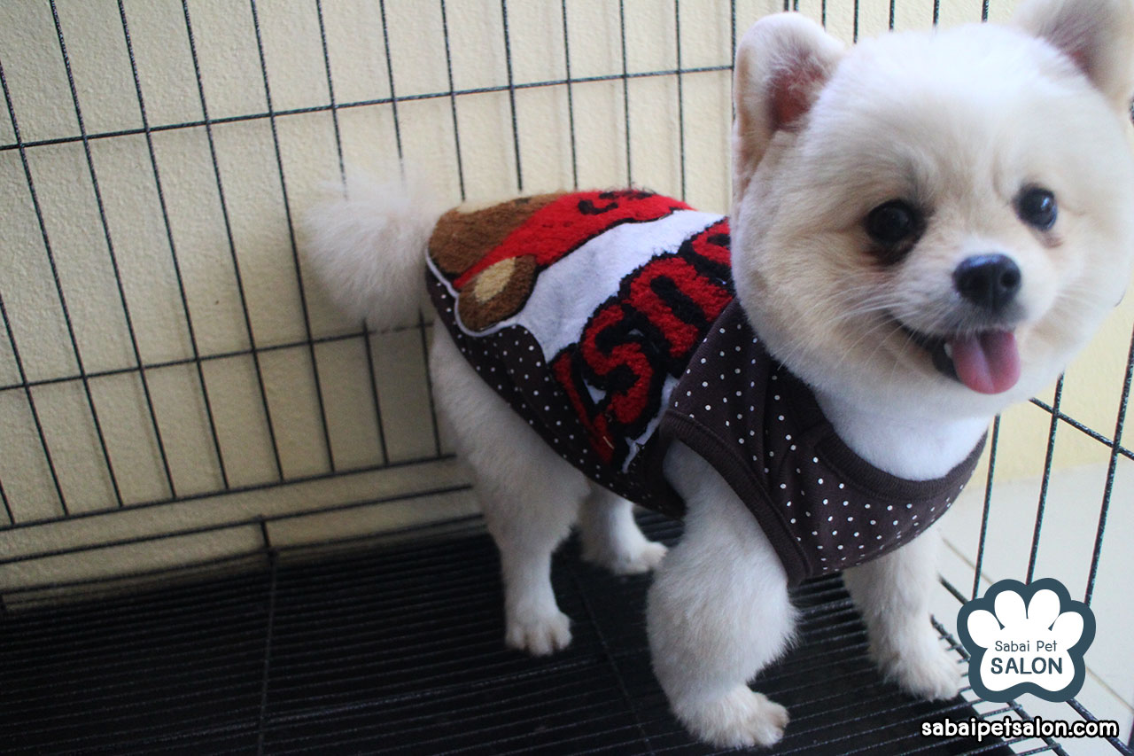 穿卡通图案衣服的博美犬