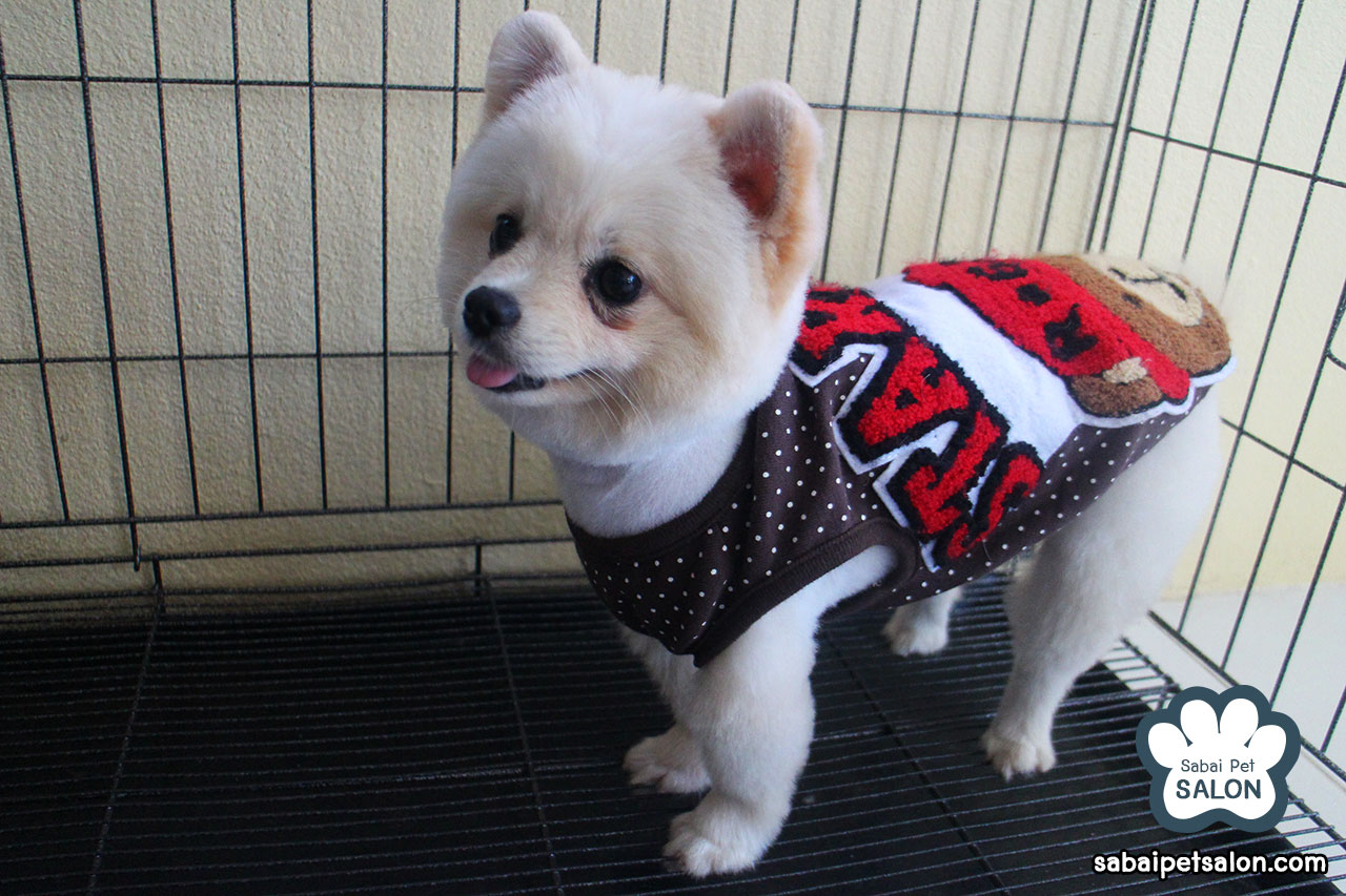 穿卡通图案衣服的博美犬