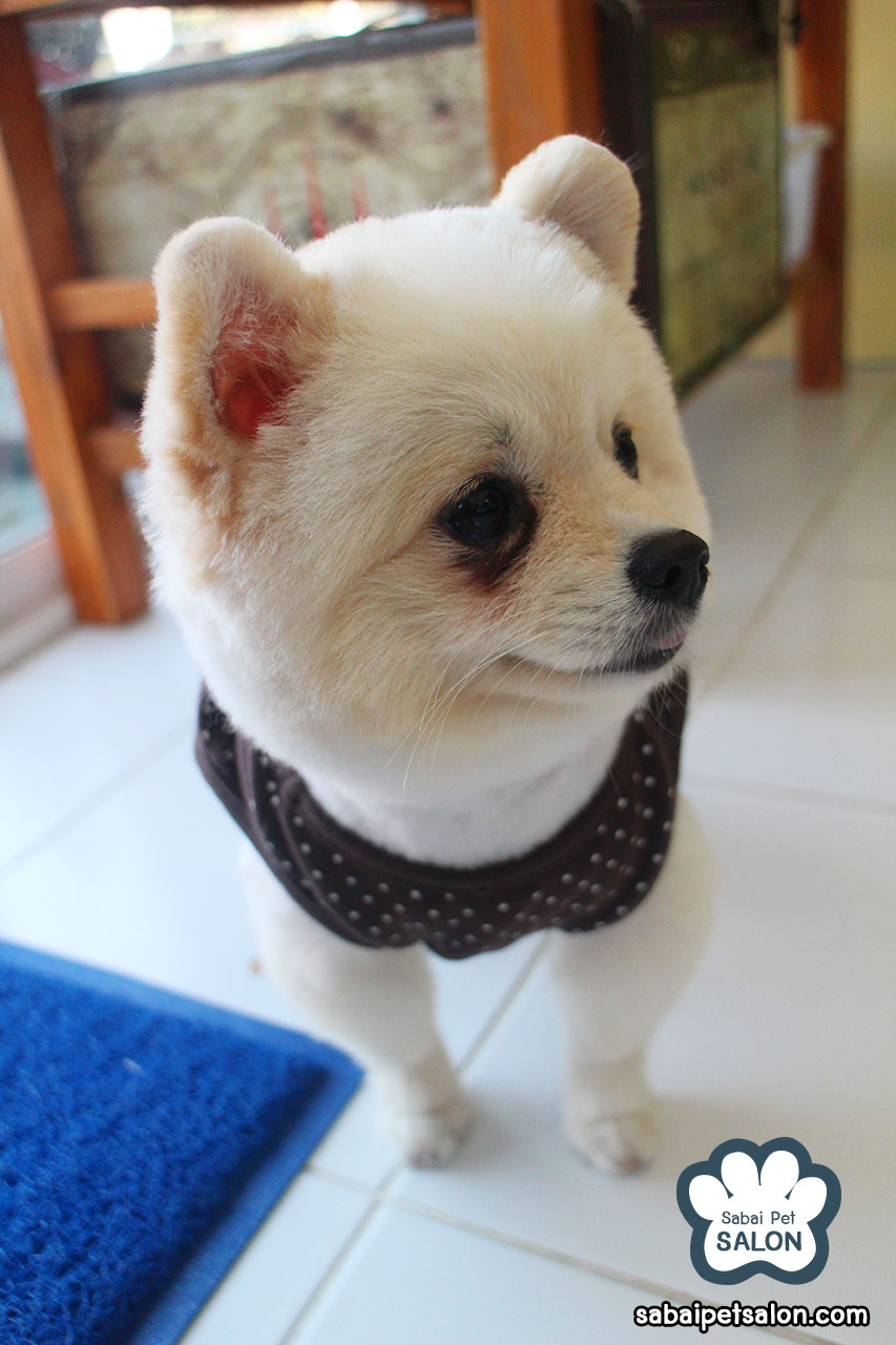 博美犬夏日造型