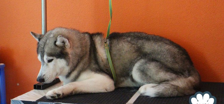 Grooming services for Siberian husky