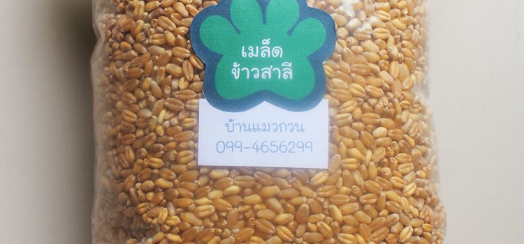 Wheatgrass Seed for Sale