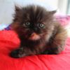 3 Colors-Female Persian cat for sale