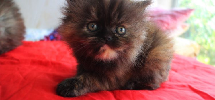 3 Colors-Female Persian cat for sale