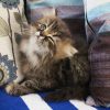 Cute Female Persian cat for sale