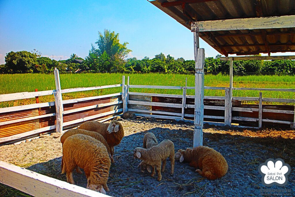 The sheep at Arokaya de Saraphi, the wellness center run by Dr. Kaemhom