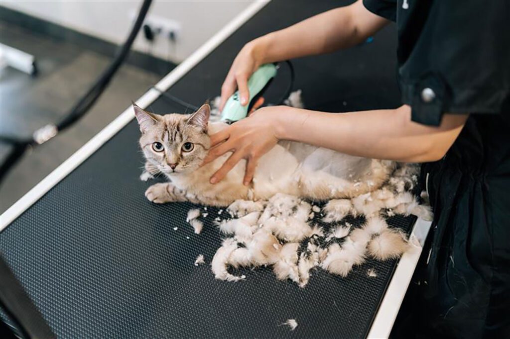 ตัดขนแมว