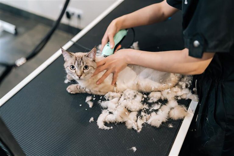 ตัดขนแมว