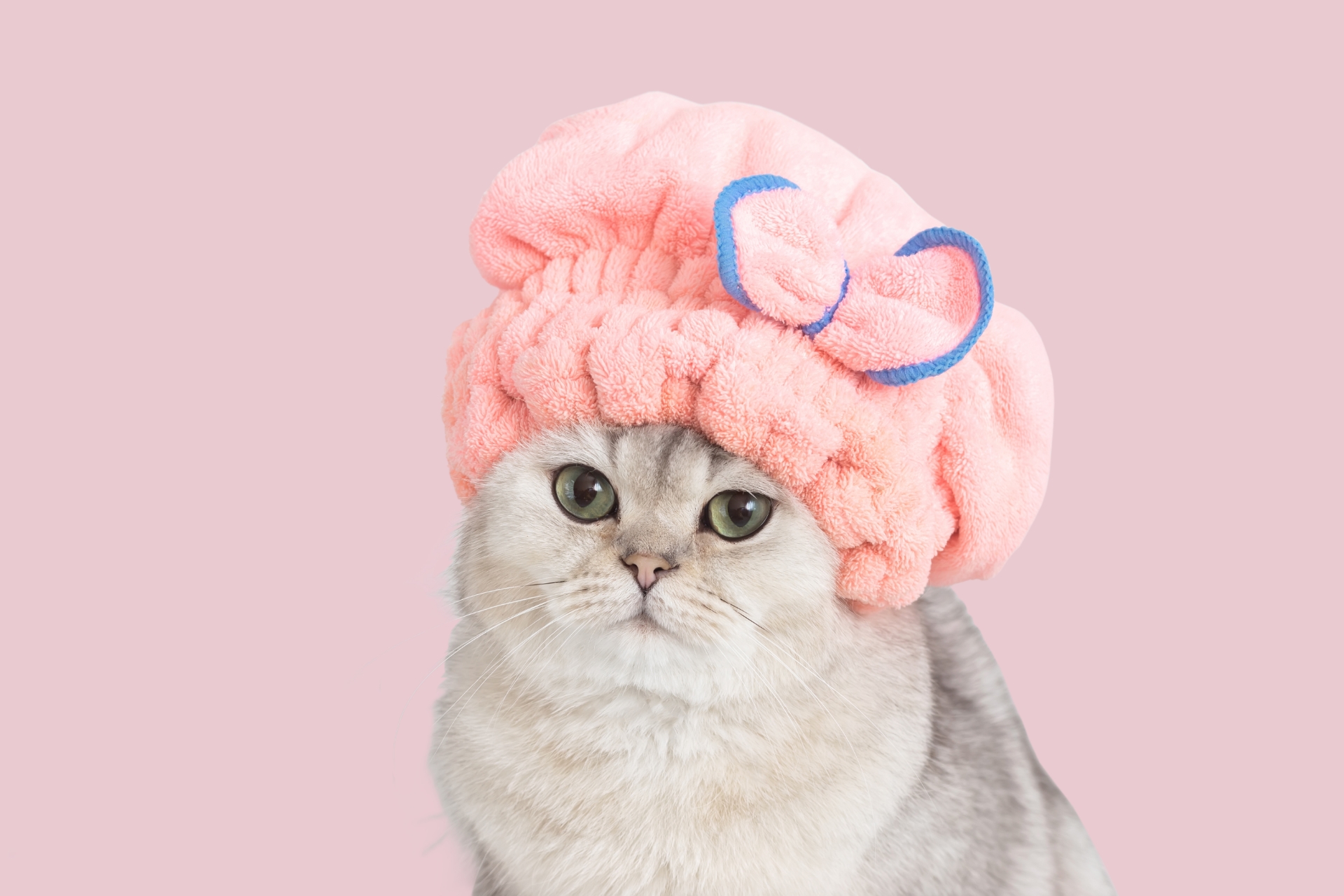 อาบน้ำตัดขนแมว