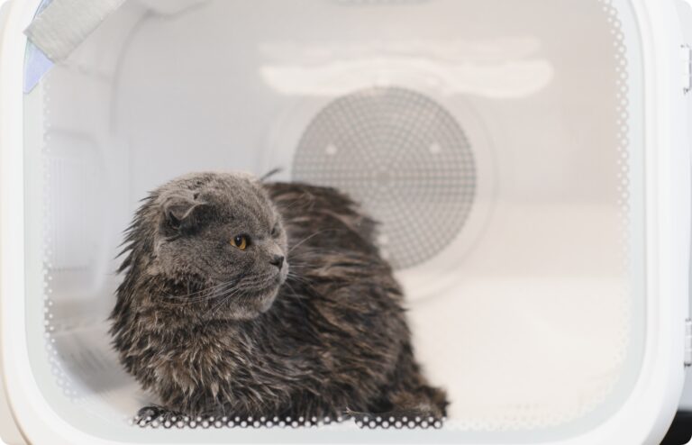 เครื่องเป่าขนสัตว์เลี้ยง