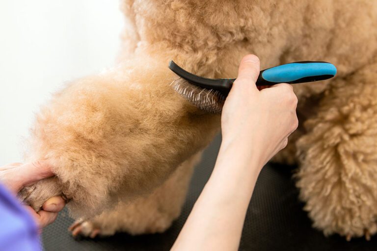 การแปรงขนสุนัข