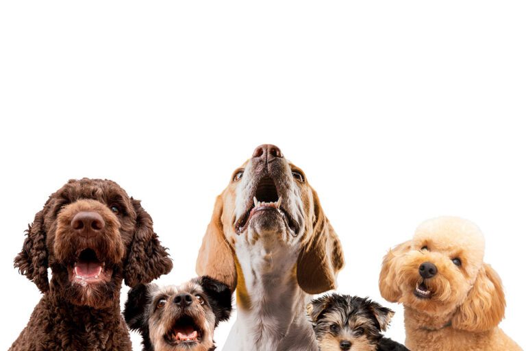 สุนัขพันธุ์เล็ก VS พันธุ์ใหญ่