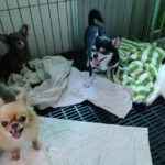 ชิวาว่าหลายตัวในกรงรอคิวอาบน้ำอย่างน่ารัก