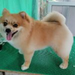 โกโก้ ปอมเมอเรเนียน – ผ่านการอาบน้ำ–ตัดขนกับช่างโจ้ ยิ้มสดใส ขนฟูพร้อมถ่ายรูป