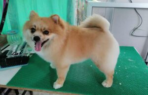 โกโก้ ปอมเมอเรเนียน – ผ่านการอาบน้ำ–ตัดขนกับช่างโจ้ ยิ้มสดใส ขนฟูพร้อมถ่ายรูป
