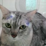 เป๊ปเปอร์ แมวเปอร์เซียระหว่างการอาบน้ำและอบแห้งที่ร้านหมาสบาย