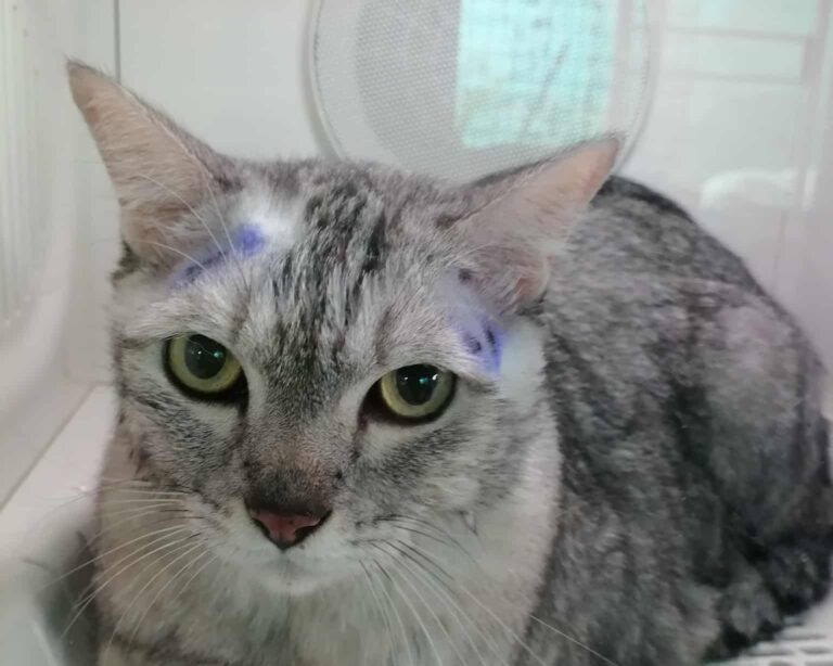 เป๊ปเปอร์ แมวเปอร์เซียระหว่างการอาบน้ำและอบแห้งที่ร้านหมาสบาย